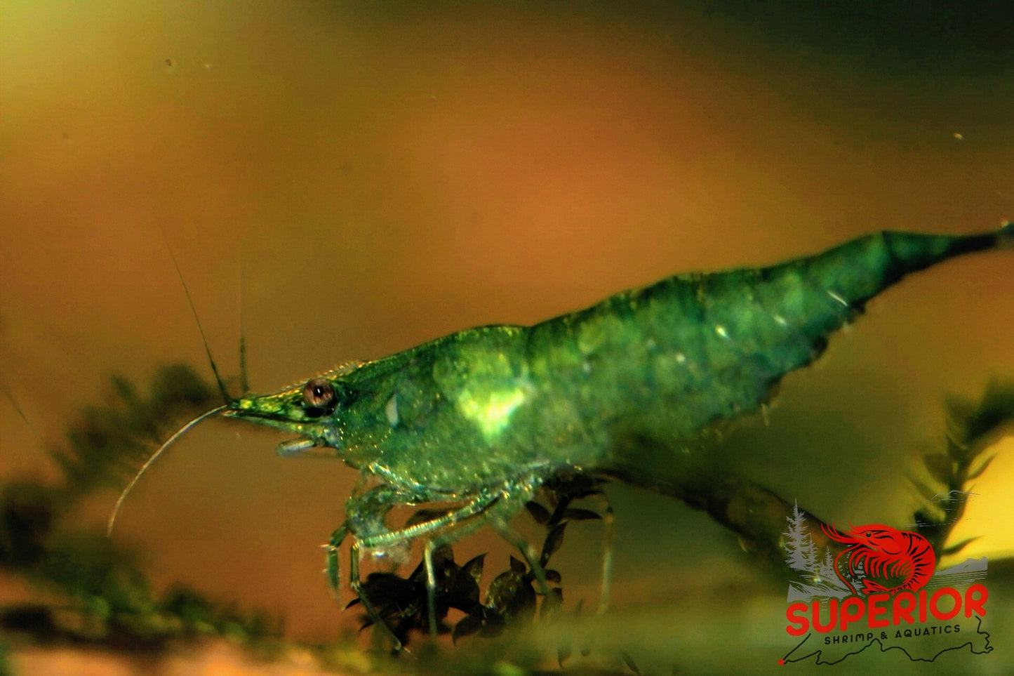 Green Jelly Shrimp - Superior Shrimp & Aquatics