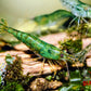 Green Jelly Shrimp - Superior Shrimp & Aquatics