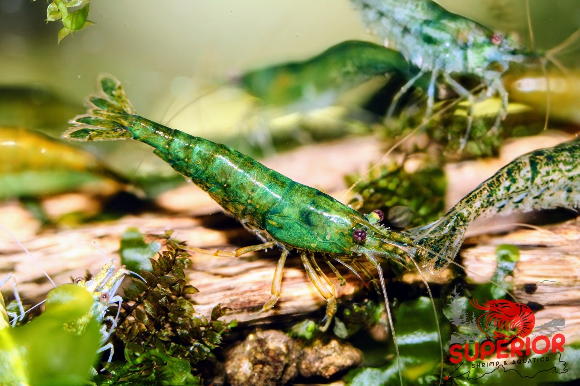 Green Jelly Shrimp - Superior Shrimp & Aquatics