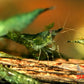 Green Jelly Shrimp - Superior Shrimp & Aquatics