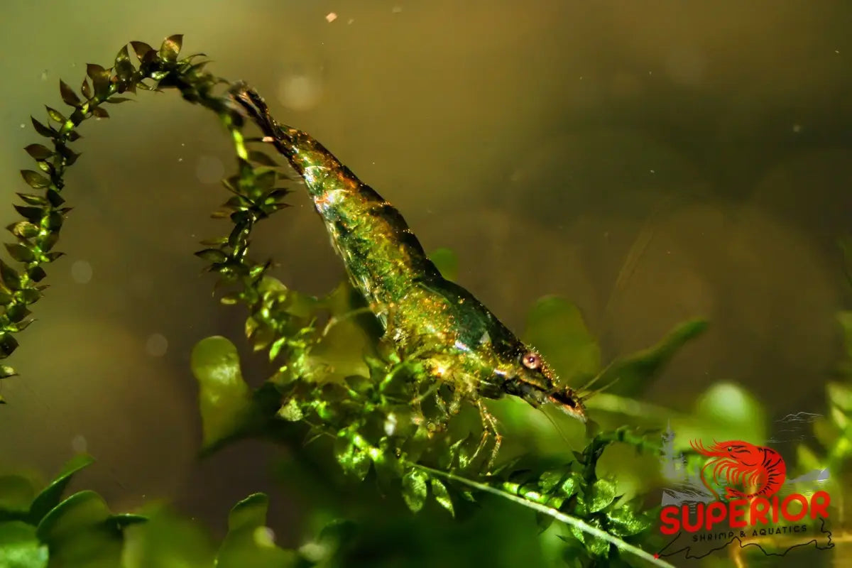 Green Jelly Shrimp - Superior Shrimp & Aquatics