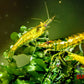 Green Jelly Shrimp - Superior Shrimp & Aquatics