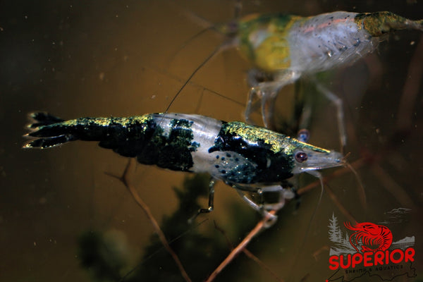 Green Rili Shrimp - Superior Shrimp & Aquatics