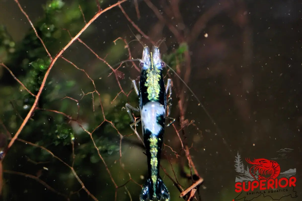 Green Rili Shrimp - Superior Shrimp & Aquatics