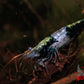 Green Rili Shrimp - Superior Shrimp & Aquatics