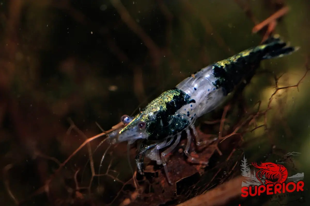Green Rili Shrimp - Superior Shrimp & Aquatics