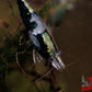 Green Rili Shrimp - Superior Shrimp & Aquatics