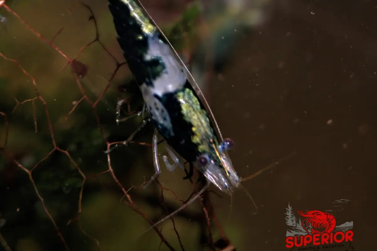 Green Rili Shrimp - Superior Shrimp & Aquatics