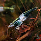 Green Rili Shrimp - Superior Shrimp & Aquatics
