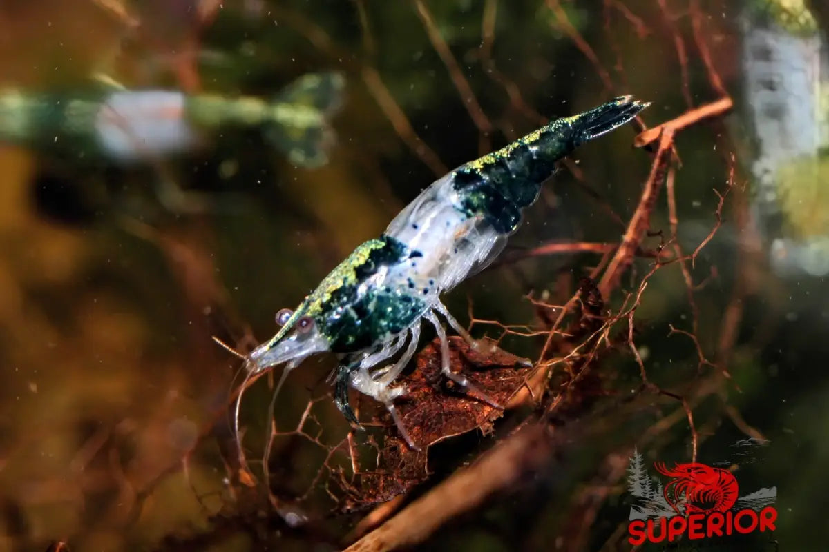 Green Rili Shrimp - Superior Shrimp & Aquatics
