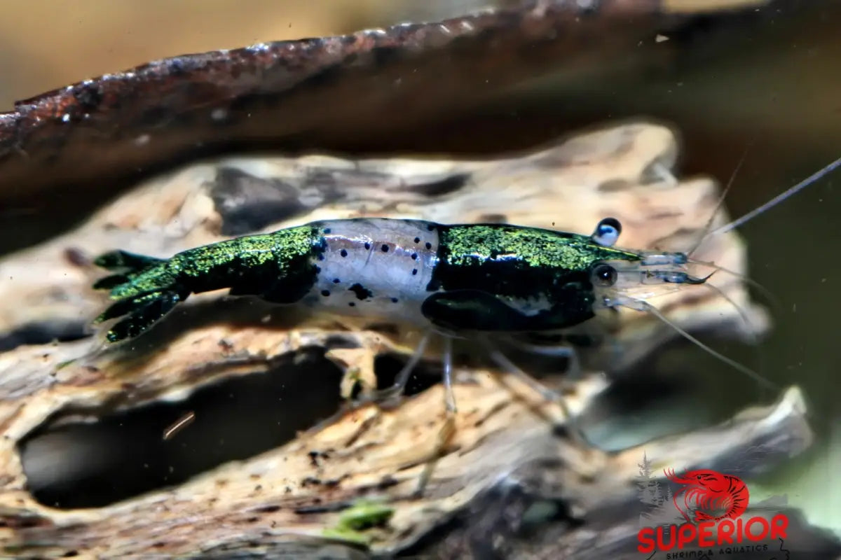 Green Rili Shrimp - Superior Shrimp & Aquatics