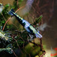 Green Rili Shrimp - Superior Shrimp & Aquatics