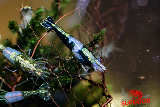 Green Rili Shrimp - Superior Shrimp & Aquatics