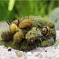 Green Urchin Nerite Snail (Clithon donovani) - Snails