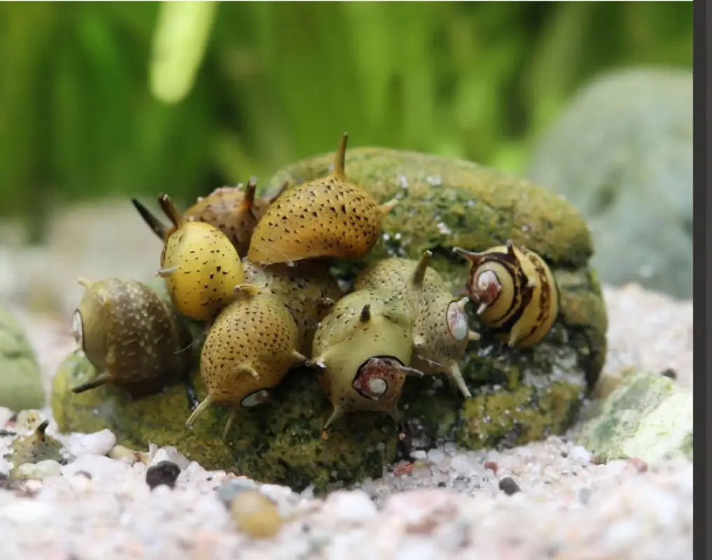 Green Urchin Nerite Snail (Clithon donovani) - Snails