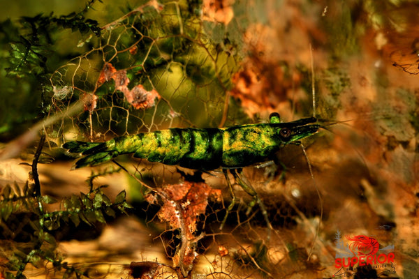 Green Venom Shrimp - Superior Shrimp & Aquatics