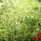 Guppy Grass (Najas guadalupensis) - Superior Shrimp & Aquatics