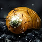 Hairy Snail (Thiara cancellata) - Snails
