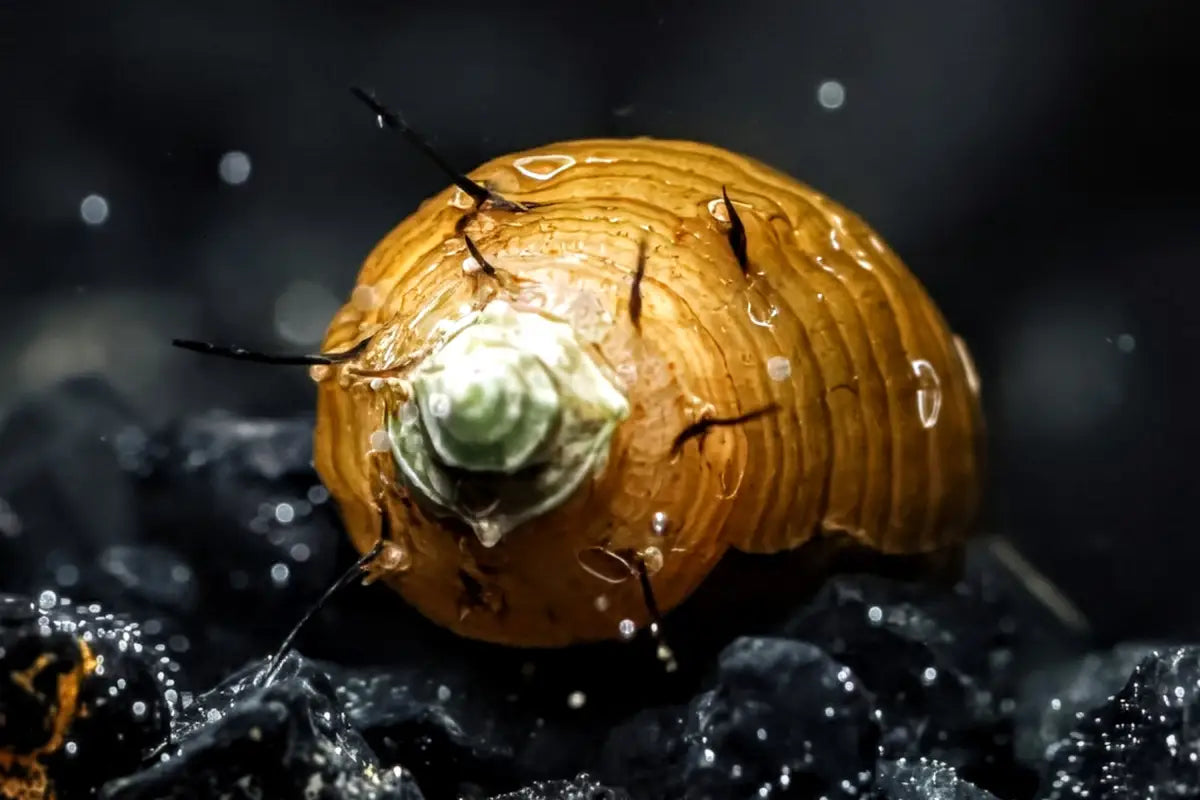 Hairy Snail (Thiara cancellata) - Snails