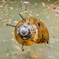 Hairy Snail (Thiara cancellata) - Snails