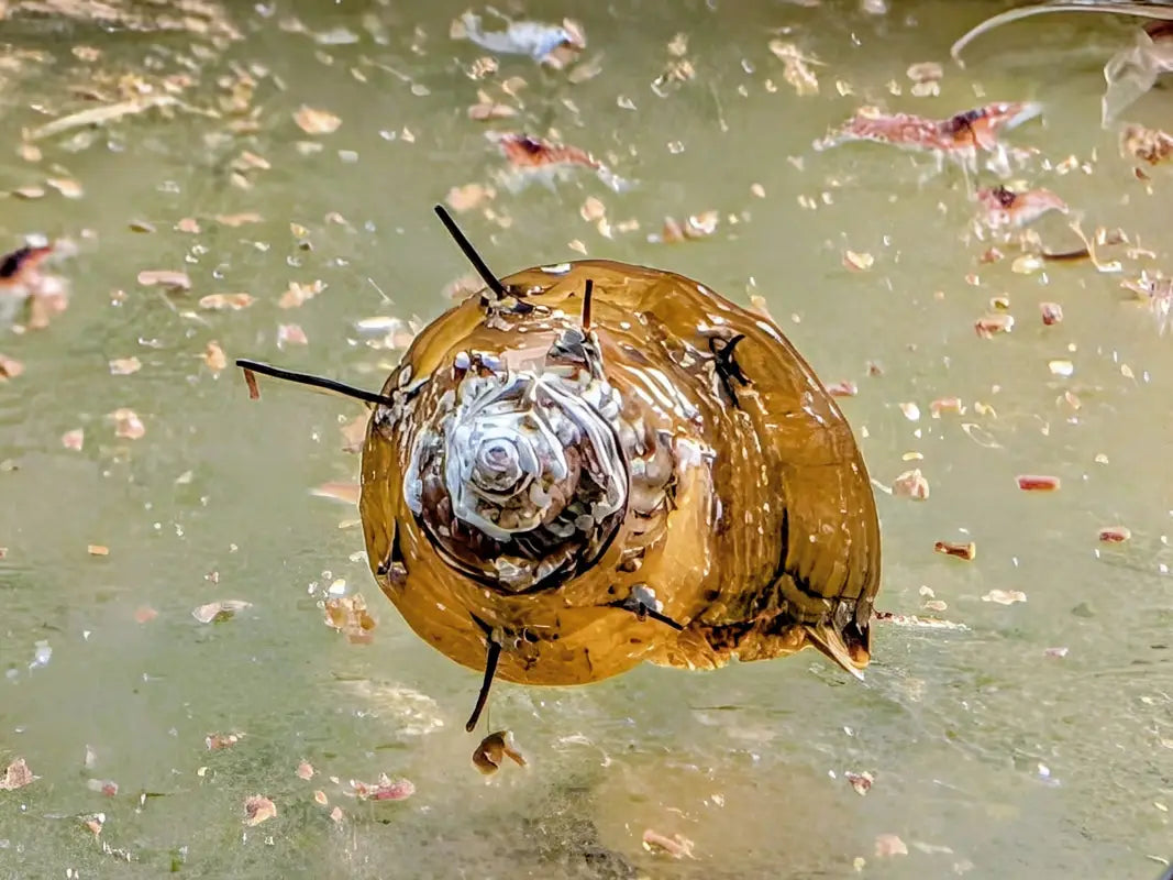 Hairy Snail (Thiara cancellata) - Snails
