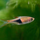 Harlequin Rasbora (Trigonostigma heteromorpha)