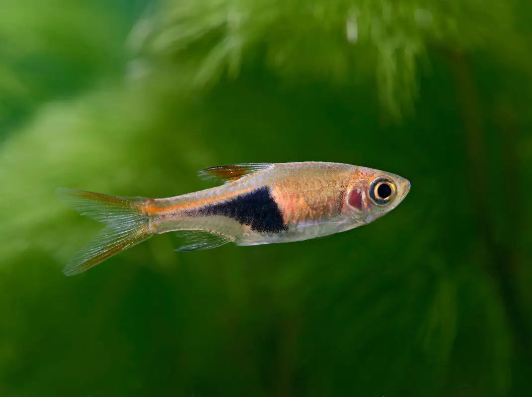Harlequin Rasbora (Trigonostigma heteromorpha)