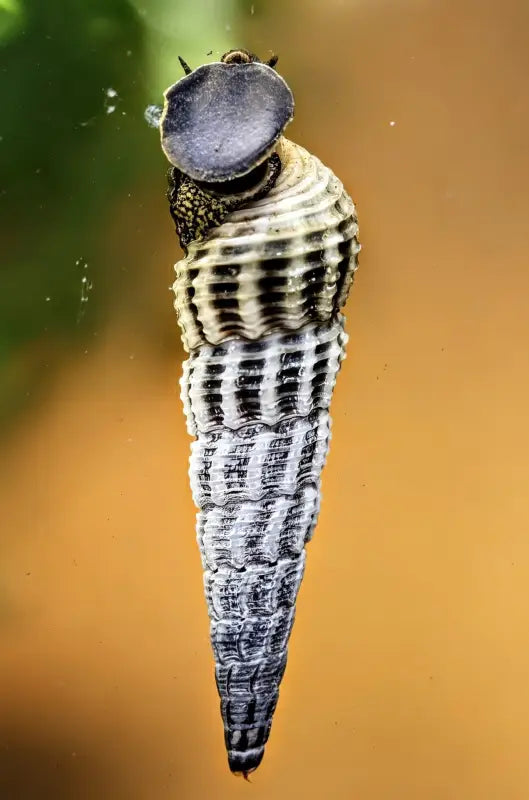 Himalayan Rabbit Snails (Tylomelania marwotoae) - Superior Shrimp & Aquatics