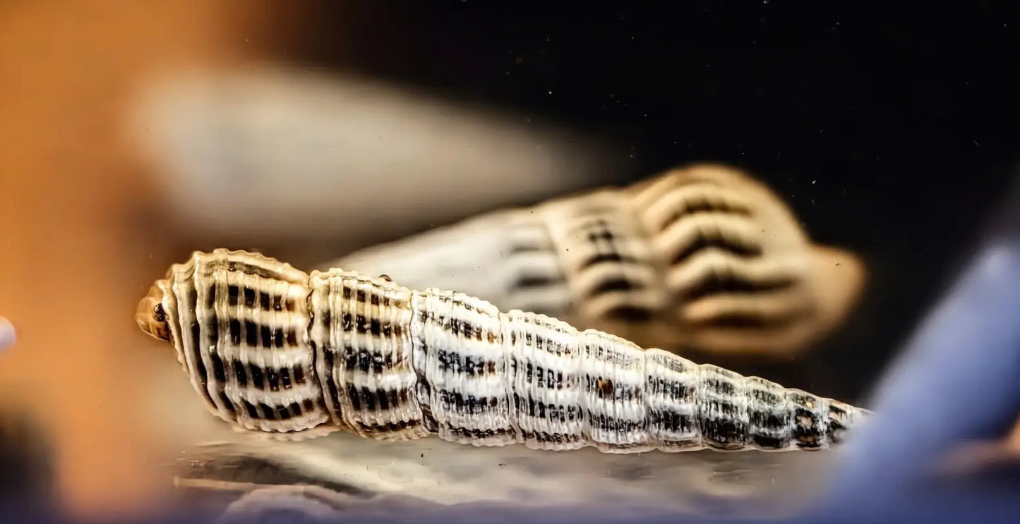Himalayan Rabbit Snails (Tylomelania marwotoae) - Superior Shrimp & Aquatics
