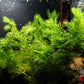 Hornwort (Ceratophyllum demersum) - Superior Shrimp & Aquatics