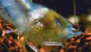 Scutariella Japonica eggs in shrimp gill chamber — visible as white dots in rows