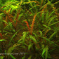 Hygrophila Pinnatifida - Bunch - Plant