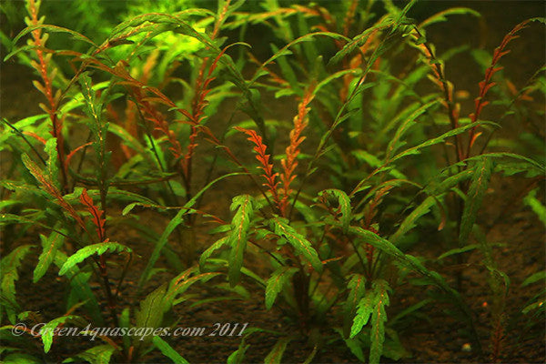 Hygrophila Pinnatifida - Bunch - Plant