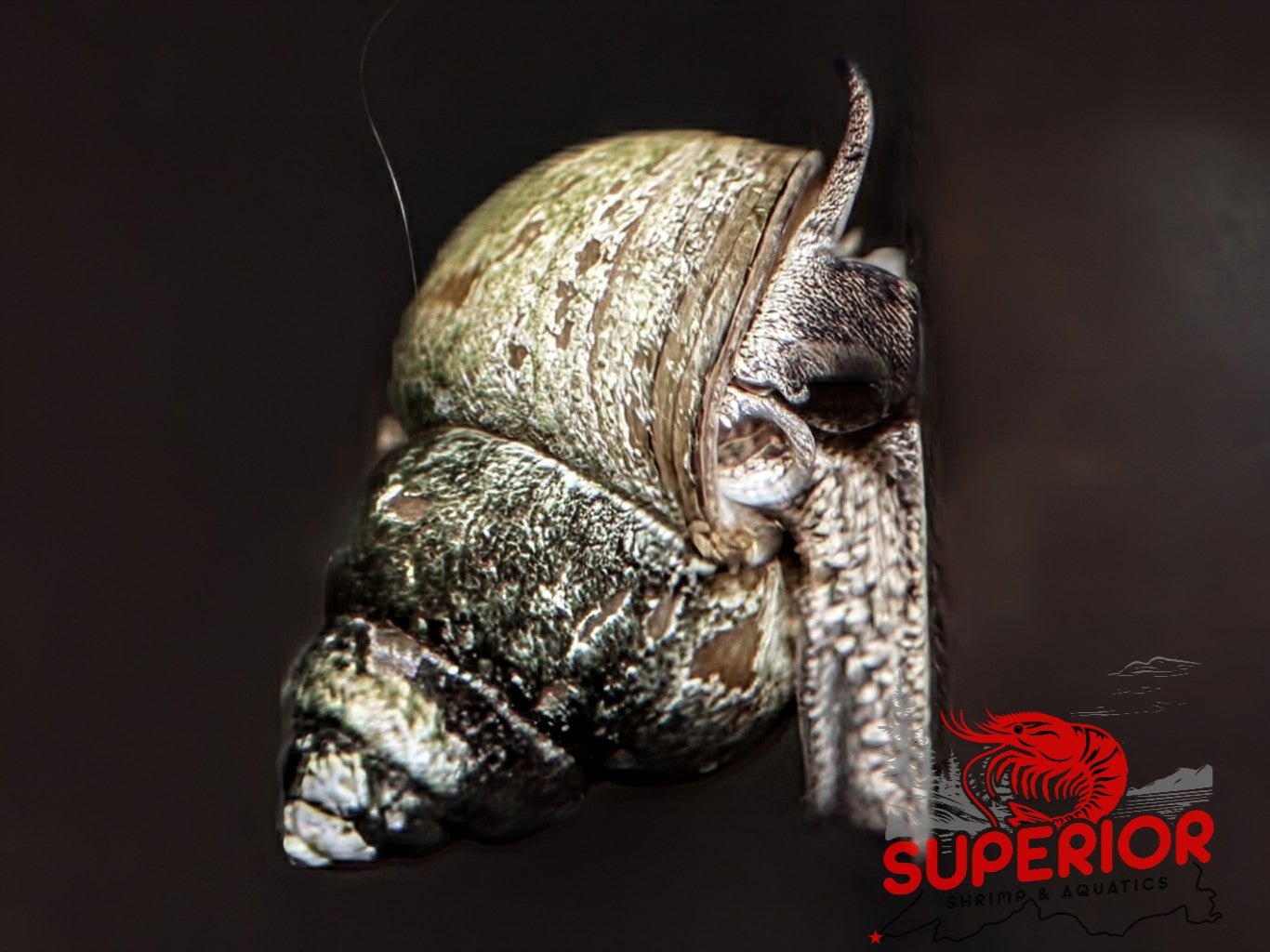Japanese Trapdoor Snail - Superior Shrimp & Aquatics