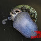 Japanese Trapdoor Snail - Superior Shrimp & Aquatics