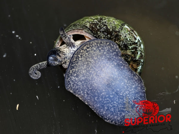Japanese Trapdoor Snail - Superior Shrimp & Aquatics