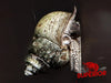 Japanese Trapdoor Snail - Superior Shrimp & Aquatics