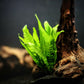 Java Fern (Microsorum pteropus) - Superior Shrimp & Aquatics