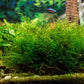 Java moss (Taxiphyllum barbieri) - Superior Shrimp & Aquatics