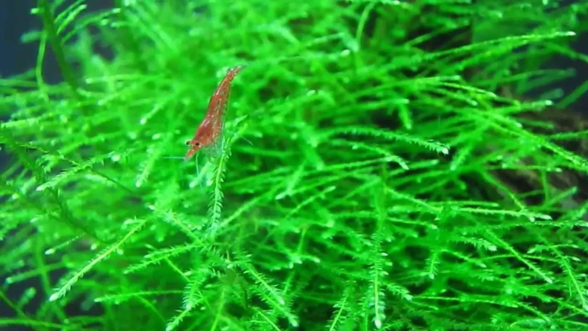 Java Moss Shrimp Java moss (Taxiphyllum barbieri) - Superior Shrimp & Aquatics