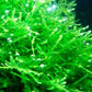 Java moss (Taxiphyllum barbieri) - Superior Shrimp & Aquatics