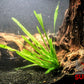 Jungle Vallisneria (Vallisneria americana) - Superior Shrimp & Aquatics