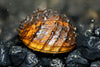 King Koopa Nerite Snail (Neritina juttingae) - Superior Shrimp & Aquatics