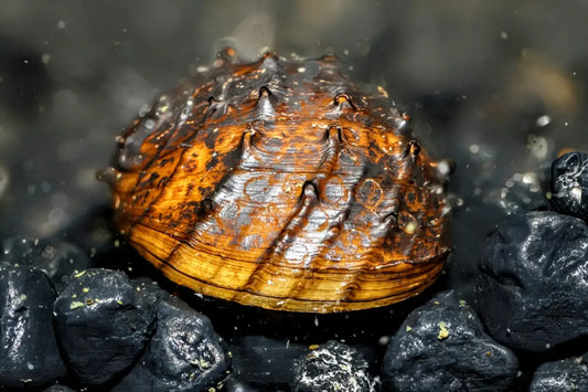 King Koopa Nerite Snail (Neritina juttingae) - Superior Shrimp & Aquatics