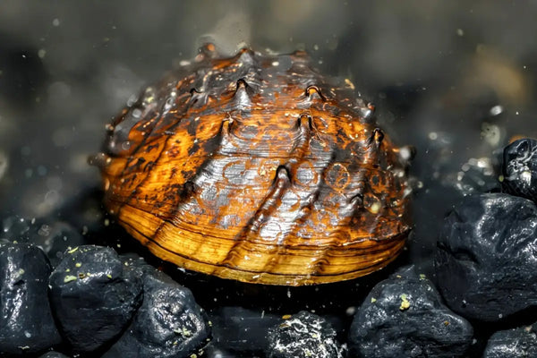 King Koopa Nerite Snail (Neritina juttingae) - Superior Shrimp & Aquatics