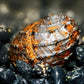 King Koopa Nerite Snail (Neritina juttingae) - Superior Shrimp & Aquatics