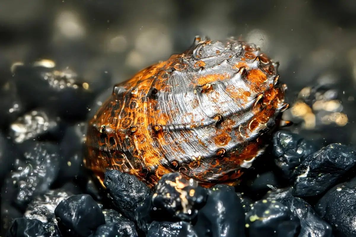 King Koopa Nerite Snail (Neritina juttingae) - Superior Shrimp & Aquatics