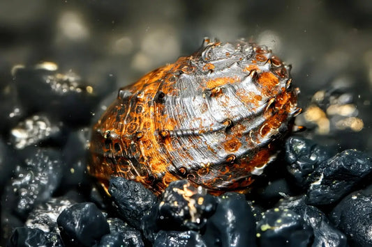 King Koopa Nerite Snail (Neritina juttingae) - Superior Shrimp & Aquatics