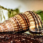 King Rabbit Snail (Cerithidea sp.) - Superior Shrimp & Aquatics