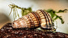 King Rabbit Snail (Cerithidea sp.) - Superior Shrimp & Aquatics